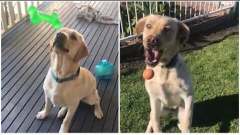 Labrador tem o pior reflexo já visto antes