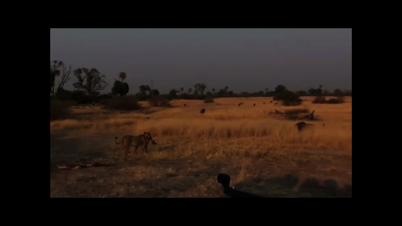 Lion 🦁 hunting is Antique hunt in Forest #Animals