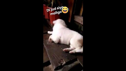 Dog doesn't want to take bath