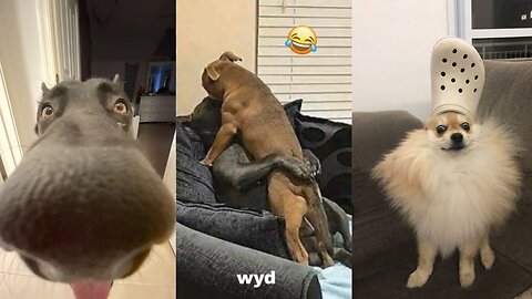 Dogs Videos But Try Not To Laugh😹