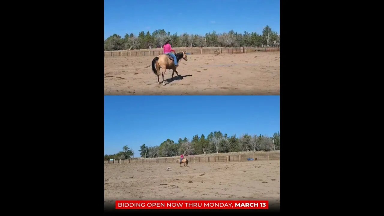 ℝ𝕀𝕆 - Flashy, unique buckskin gelding that is safe for the whole family! Royally bred and fancy!