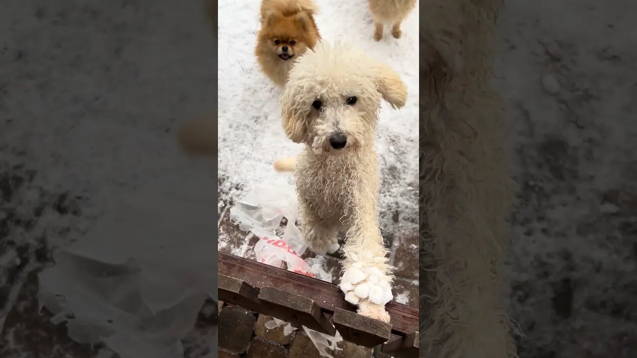 Snowy Paws & Play: Adorable Dogs Behind the Fence #soundeffects #animalsounds #nocopyright