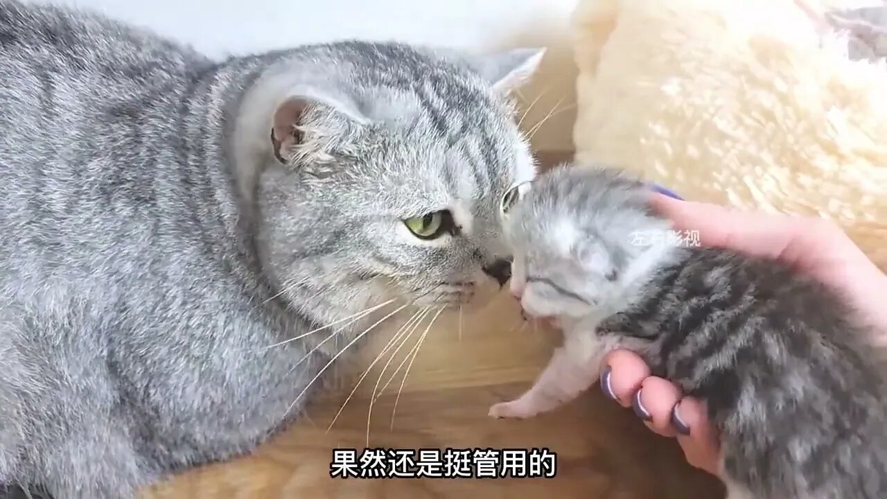 The mother cat accidentally gave birth to a litter of kittens