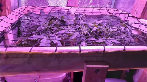 Let's Grow Autoflowers 2gether Day 36