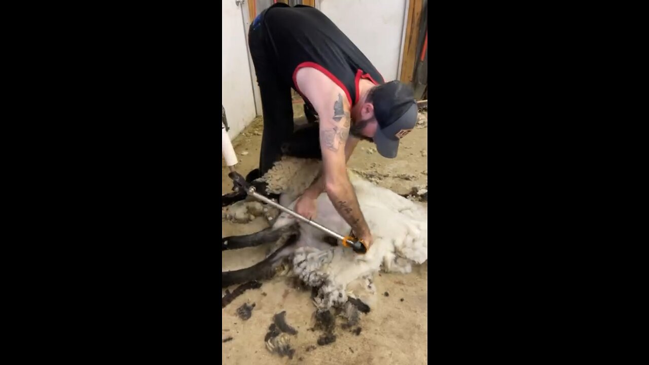 Shearing a cute little Suffolk ewe 🐑