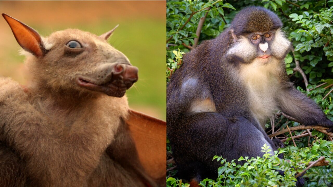 The Schmidt's Spot-nosed Guenon and the Hammer-headed Bat || weird animals || trivia