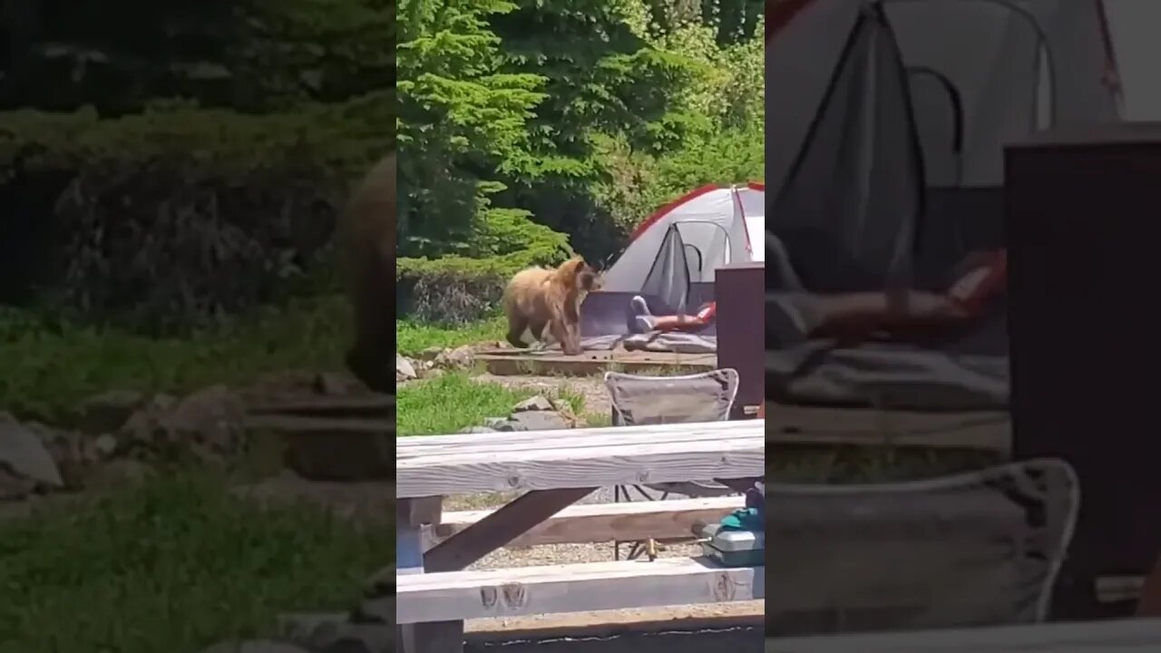 Bear wakes up sleeping campers