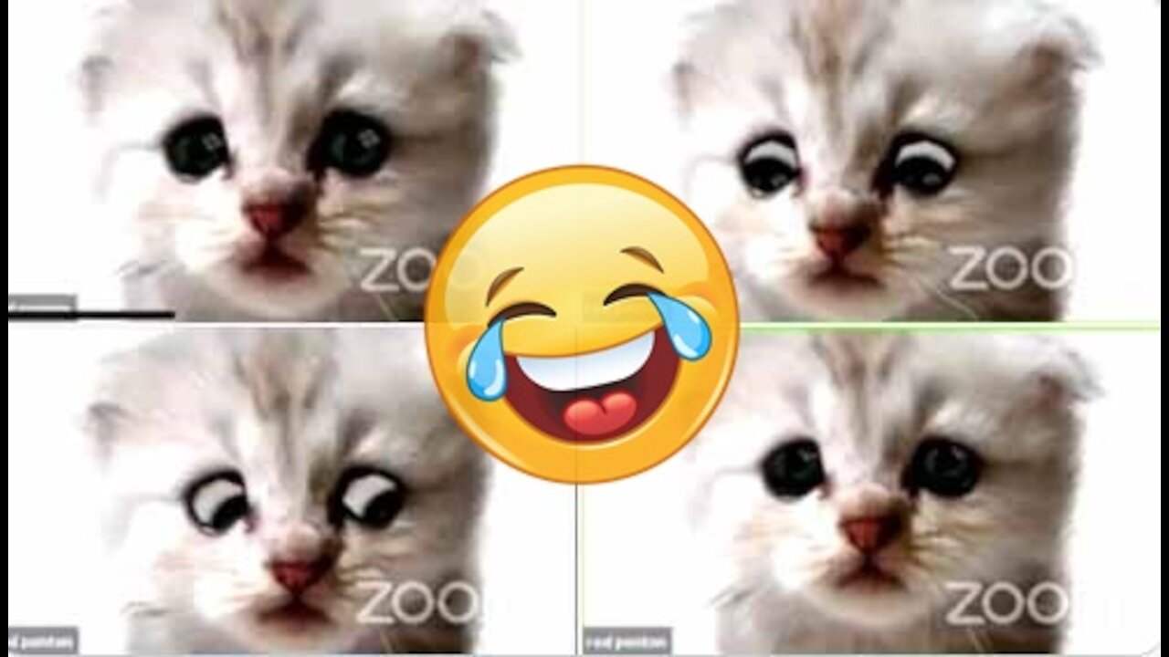 “I’m Not A Cat” lawyer assures judge after Zoom filter 'cat-astrophe'😂