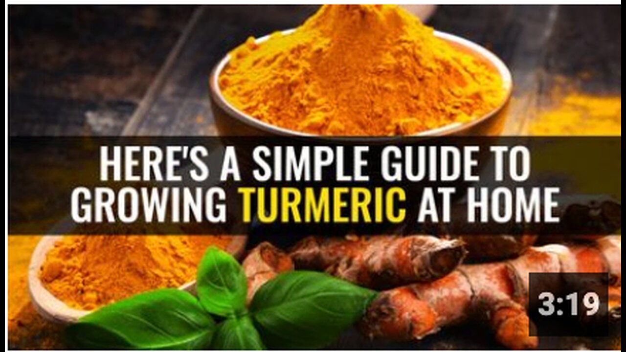 Here's a simple guide to growing turmeric at home