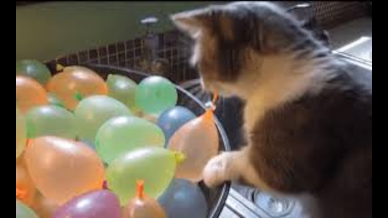 Funny Cat Reaction with balloons