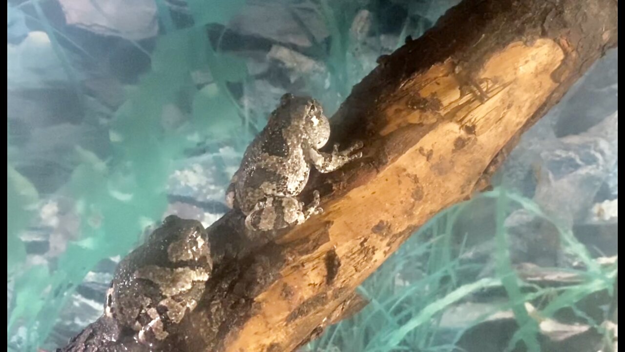 Our gray tree frogs chirping, singing