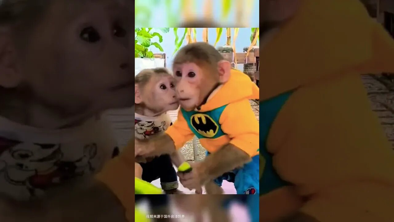 Amazing Funny Monkey 🐒 #funny #reels #funnyvideo #shortvideo #shortsfeed #viral #comedy #fun #monkey