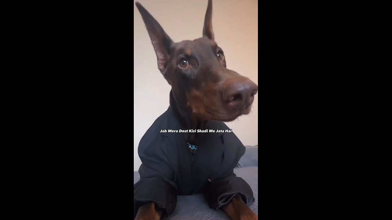 Stylish Dog