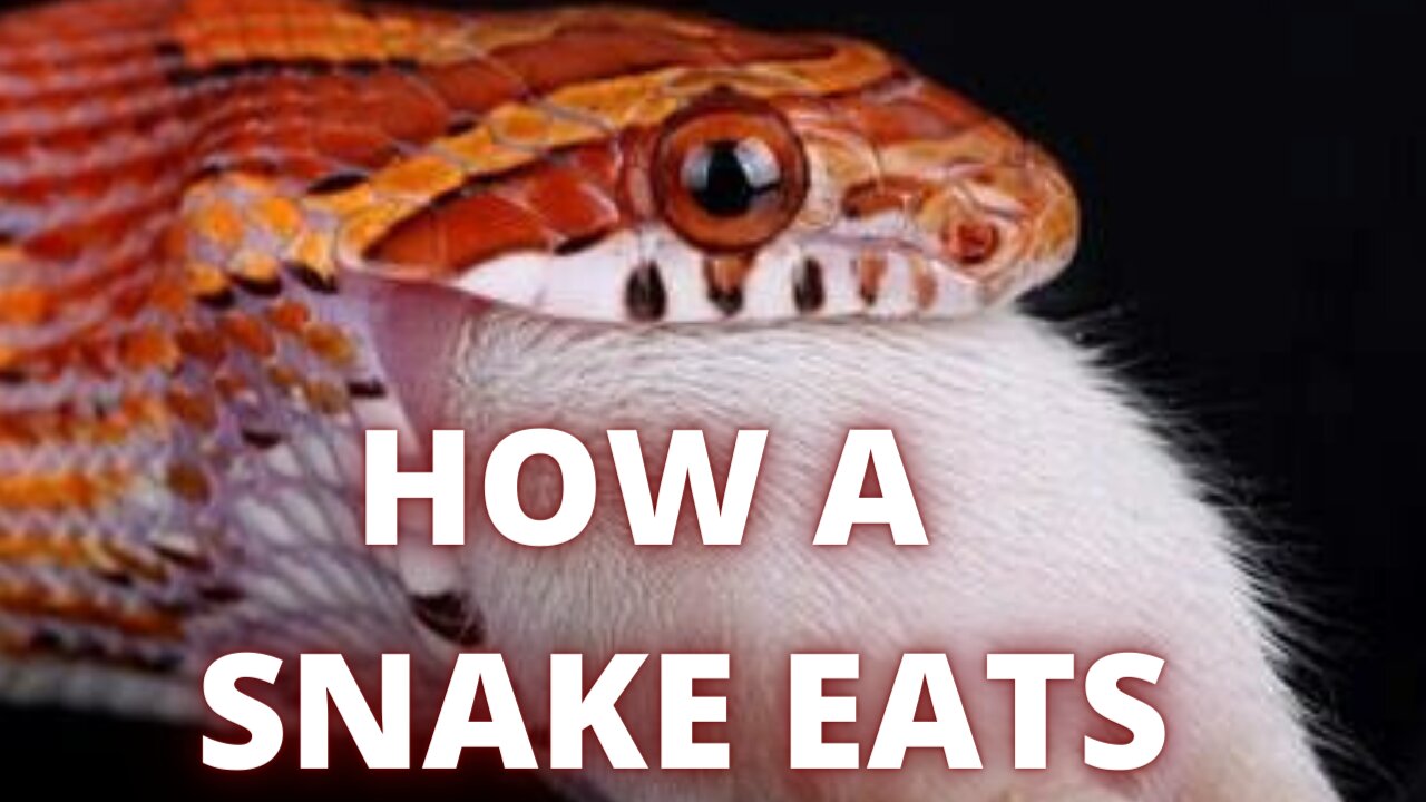 How A Snake Eats