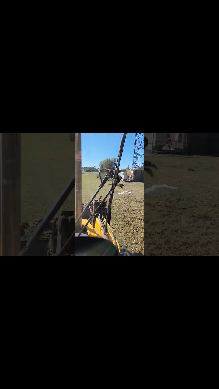 ATTACKED BY COW BIRDS