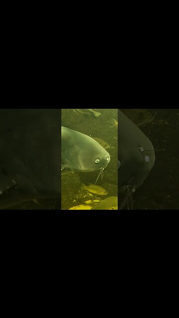 big catfish pineknollshores aquarium