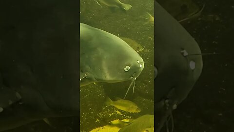 big catfish pineknollshores aquarium