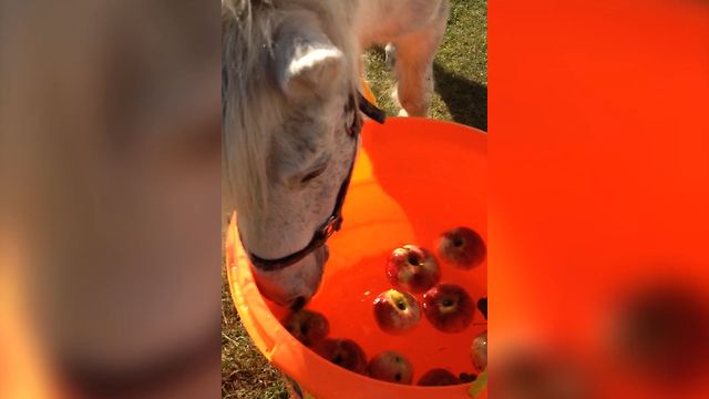 Horse Bobbing For Apples