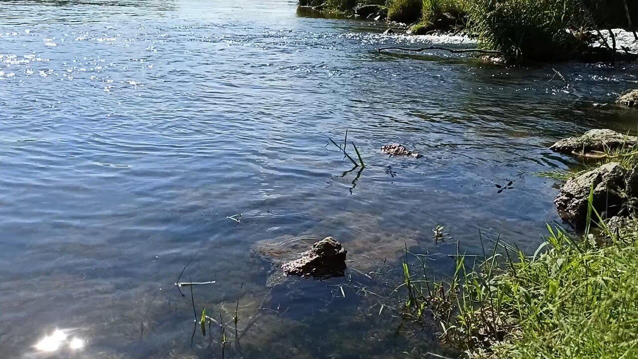 Libellenflug auf der Donau