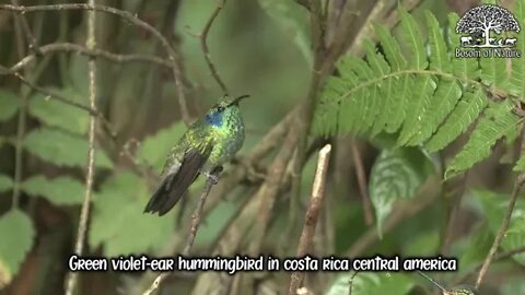 Green violet ear hummingbird in costa rica central america