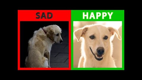 🐕 Is Your Dog Happy Or Sad? Top 10 Signs Your Dog Is Happy With You.