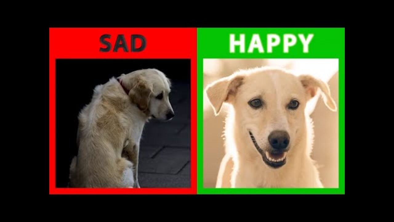 🐕 Is Your Dog Happy Or Sad? Top 10 Signs Your Dog Is Happy With You.