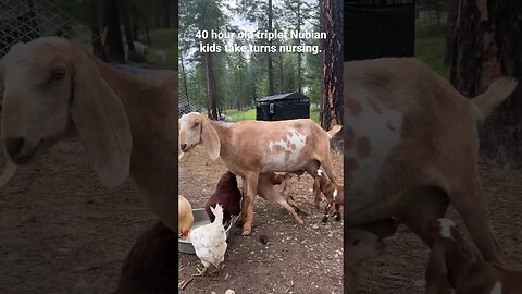 #nubiangoats #nubiankids #countryliving #homesteading #montana #wildernessliving #milkgoats