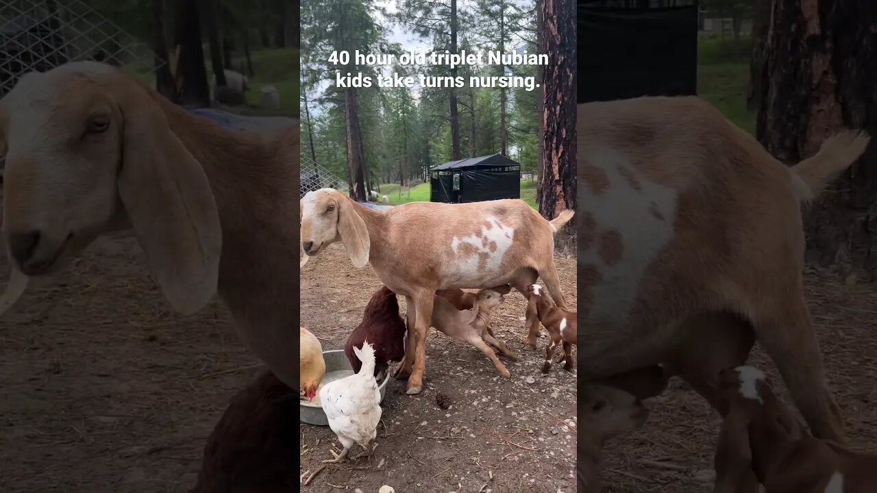 #nubiangoats #nubiankids #countryliving #homesteading #montana #wildernessliving #milkgoats