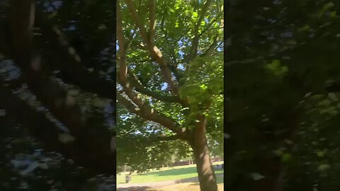 The leaves of these trees are so green-screams of summer is still here