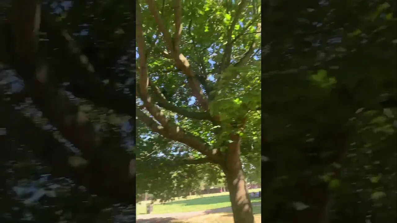 The leaves of these trees are so green-screams of summer is still here