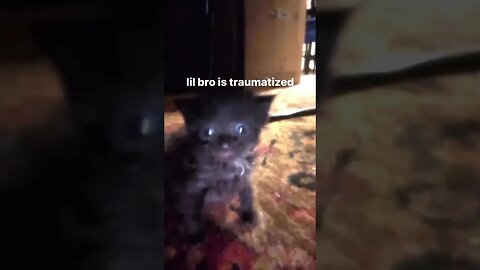 Cute Funny Cat - 93 #shorts #funny #animals