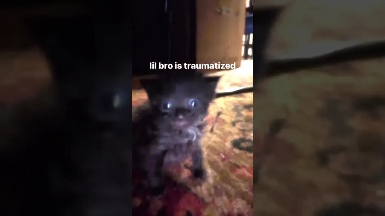 Cute Funny Cat - 93 #shorts #funny #animals