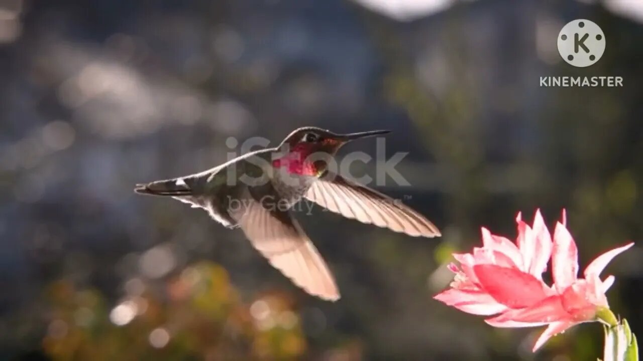 Beautiful Birds #birds #nature #birdslover