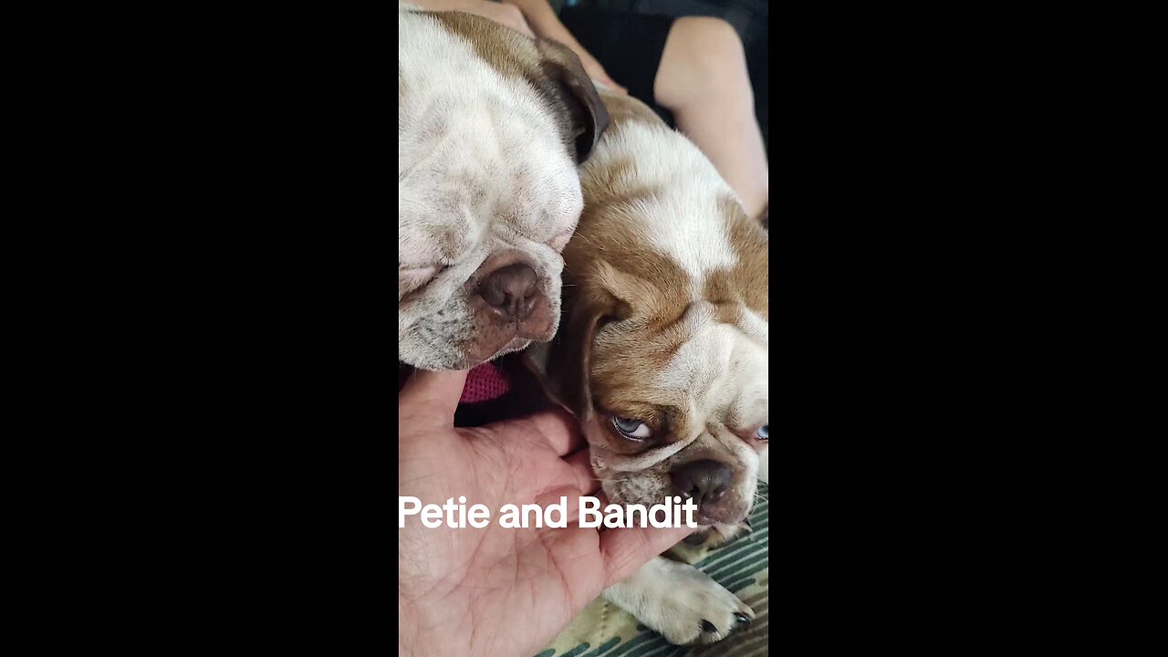 Brothers Petie and Bandit