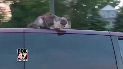 Cat rides on top of a car on a major interstate