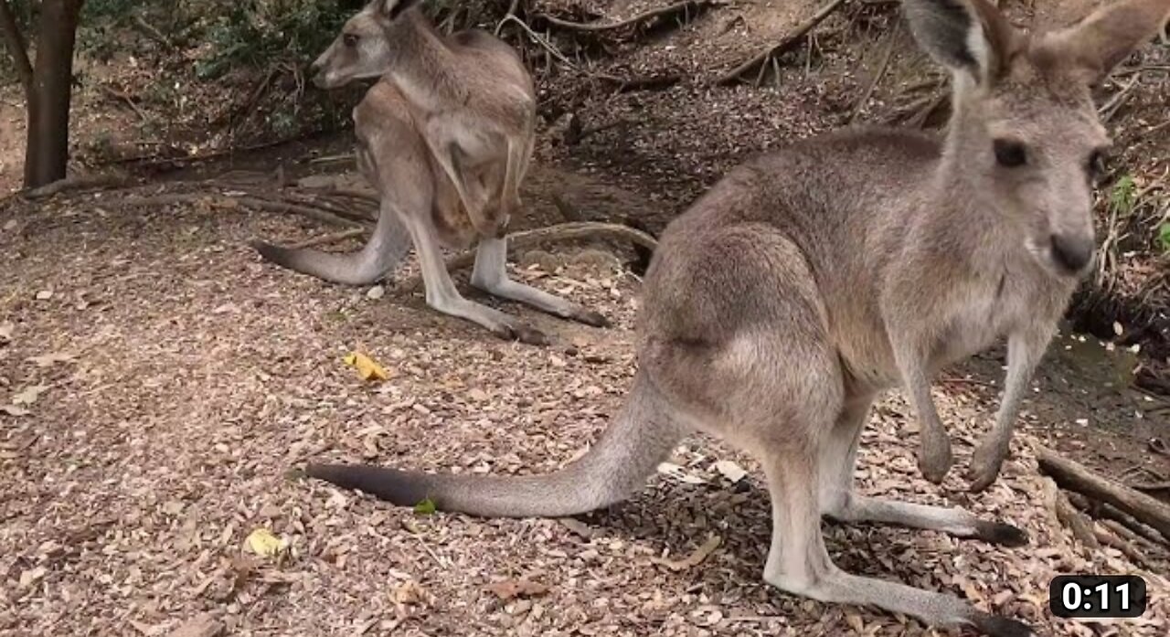 Most incredible animal of Kangaroo