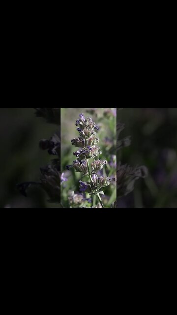 Macro Bumble Bee Photography