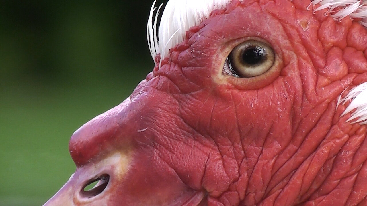 Spider crawls across extremely strange looking bird