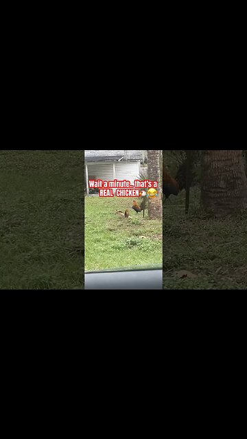 Wait a minute.. that’s a REAL CHICKEN ON THE LOOSE🐓😂 #Get2Steppin w S2