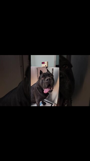 160 lb Cane Corso Goes to Vet #shorts #dog #pets