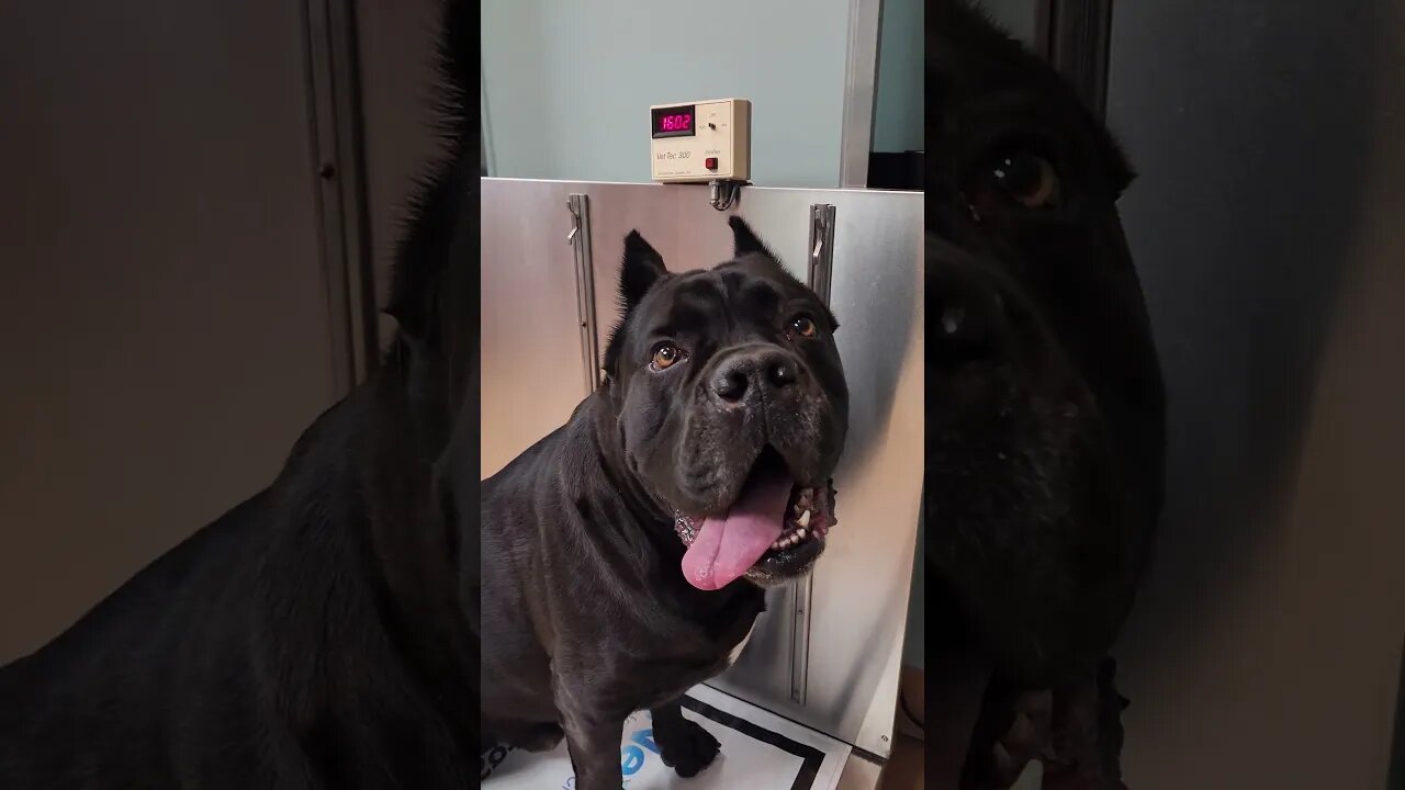 160 lb Cane Corso Goes to Vet #shorts #dog #pets