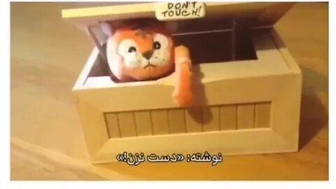 Ngejailin Mainan Anak Kucing Dalam Kotak