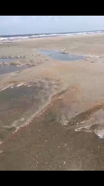 He never had a chance-starfish