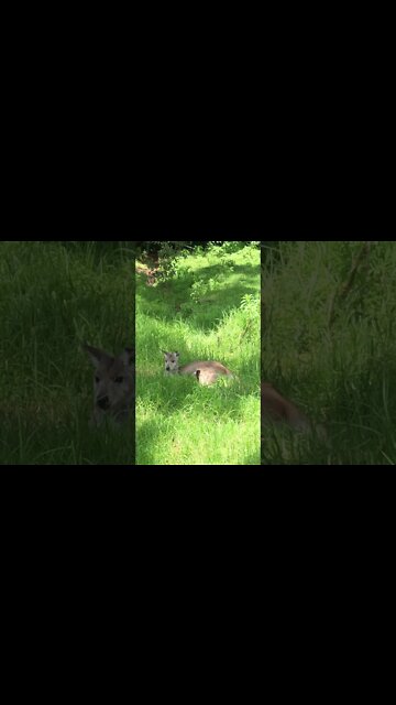 Wallaby with baby joey in pouch