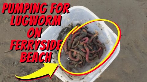 Pumping lugworm on Ferryside beach