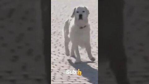 #shorts #viral #funnyvideo #funny #dogs #animals #funnydogs