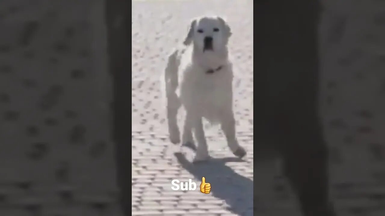 #shorts #viral #funnyvideo #funny #dogs #animals #funnydogs