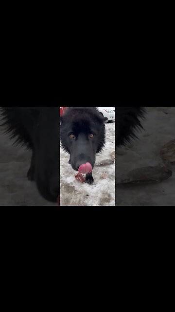 Is Ragnar A True Lycan Shepherd? Does He Like Fish? #lycanshepherd #rawfood #shorts