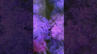 Which is your Favourite Colour Trees ?#short
