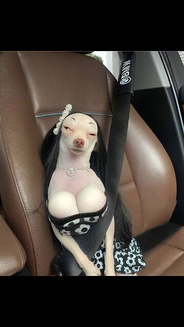 Funniest Animal Videos of 2024 😅 - Hilarious Cats and Dogs Compilation 😂